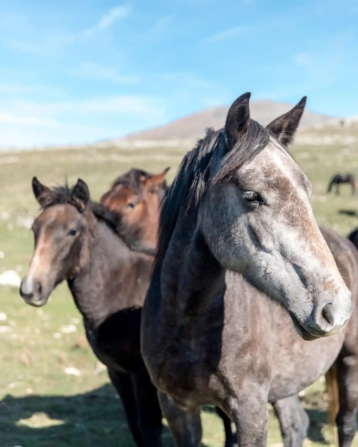 Wild horses in the foothills of Mount Cincar in the Dinaric Alp